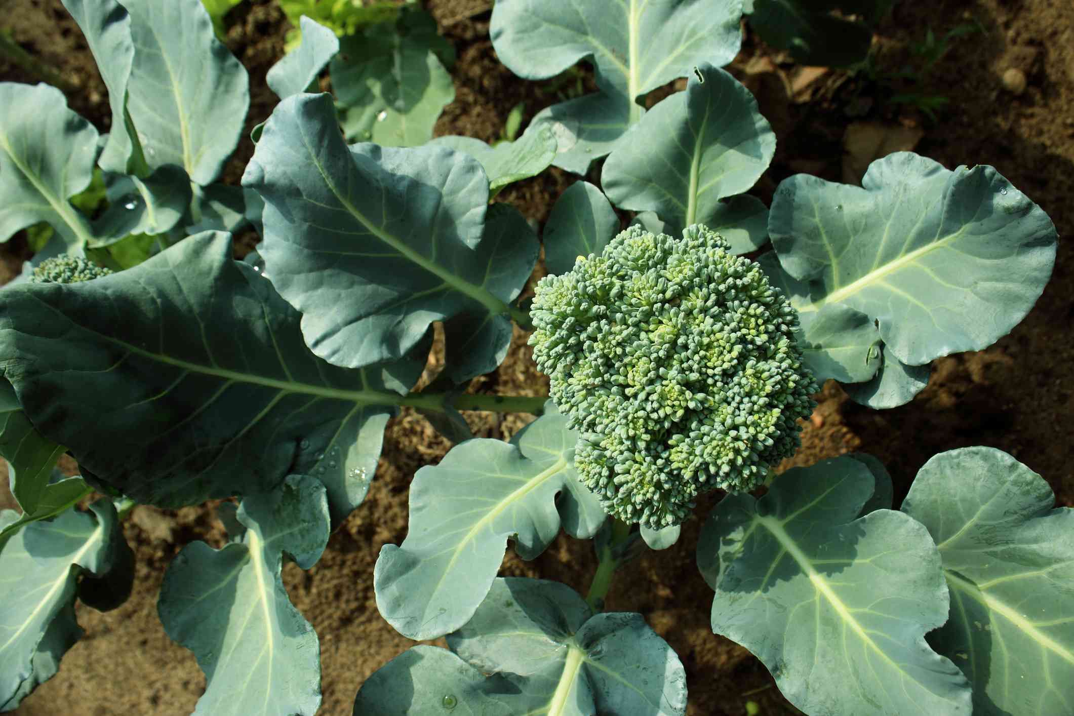 Harvesting Broccoli: The Goldilocks Guide for Perfect Heads